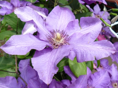 Clematis