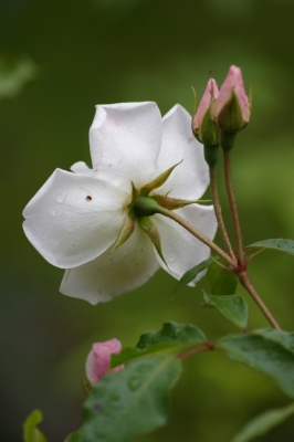 Eine weiße Rose...