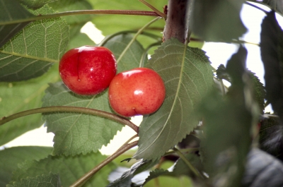 Kirschen am Baum