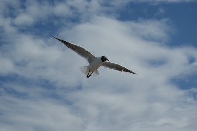 Möwe im Flug