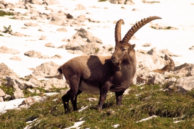 Steinbock im Hagengebirge