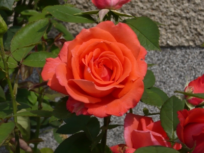 Rose