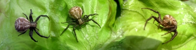Die spinnen total, seit wann essen die Salat?