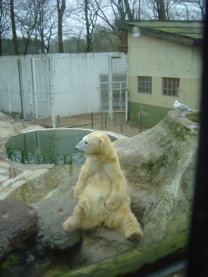 Pak der Eisbär im Tierpark von Neumünster - 3