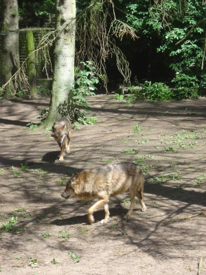 Wolf im Tierpark von Neumünster