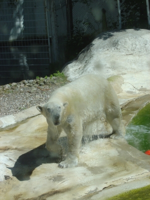Pak der Eisbär im Tierpark von Neumünster - 4