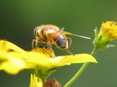 Biene auf Blume 2