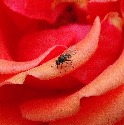 Fliege auf Rose in Nahaufnahme