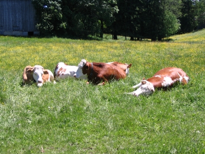 Kühe im Gras