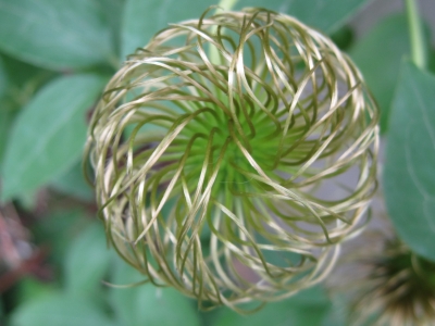 Clematis verblüht