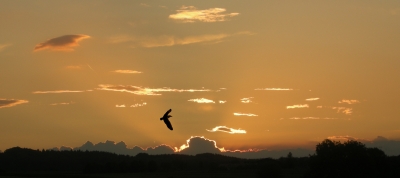 fliegen im Abendhimmel