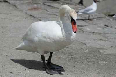 Schwan