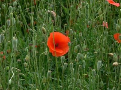 Mohn 3