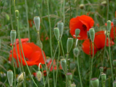 Mohn 4