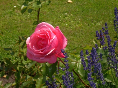 Rose und Lavendel