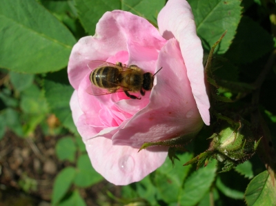 Biene auf Nahrungssuche