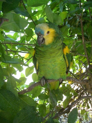 Gloria, der Papagei von Anneliese