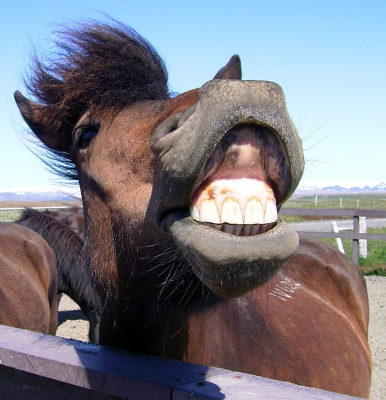 Islandpferd zeigt Zähne
