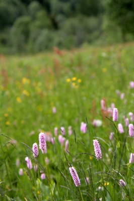 Sommerwiese