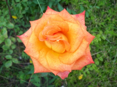 Rose orange leuchtend #1