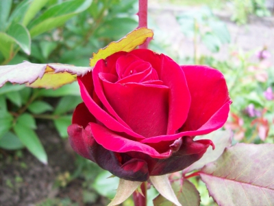 Rose rot #1