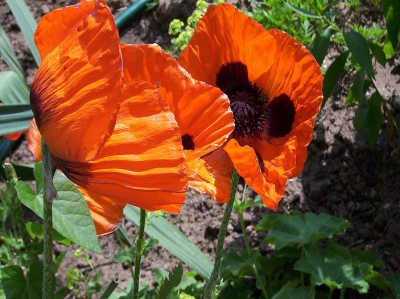 Mohn