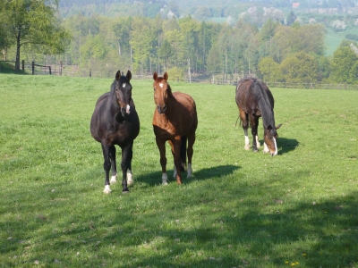 Pferde im Sauerland