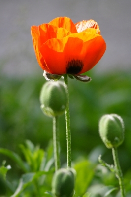 Gartenmohn