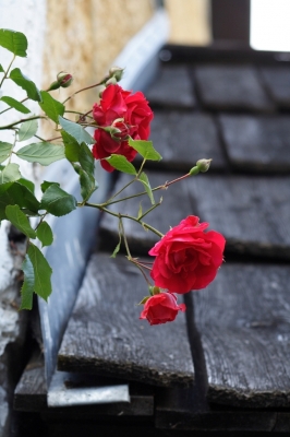 Rosen am Dach