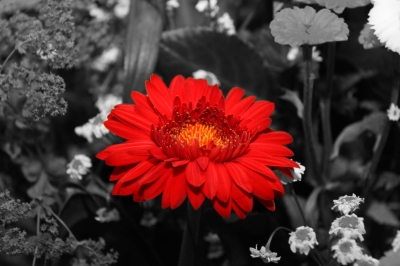 rote Blume