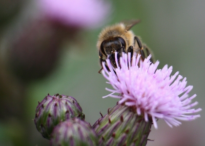 Biene auf einer Distel 1