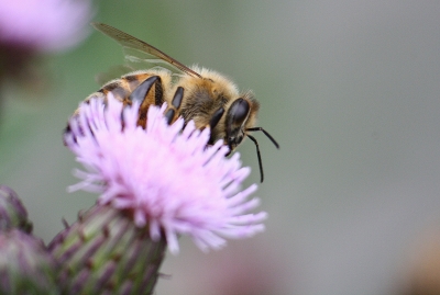 Biene auf einer Distel 2