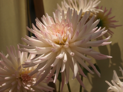 Kaktusdahlie weiß-rosa1
