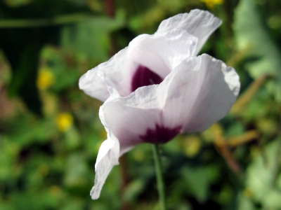 Klatschmohn