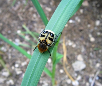 Wer kennt diesen Käfer ?