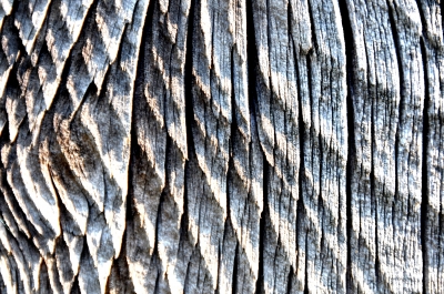 Textur Holz