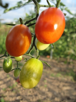 Erste Tomaten