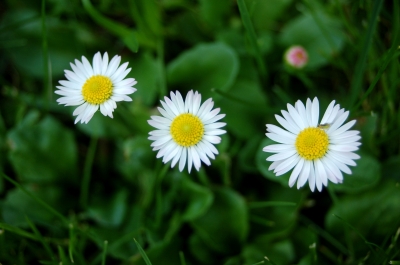 ein Stück Blumenwiese