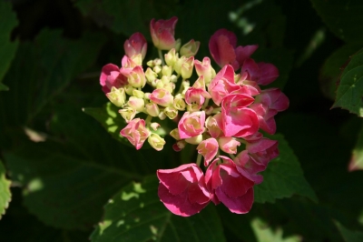 Hortensie