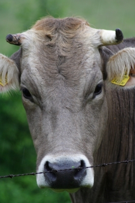 Was guckst Du?