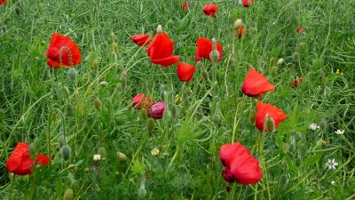 Mohnfeld auf Rügen