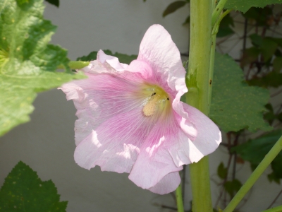 Blätter u. Blumen