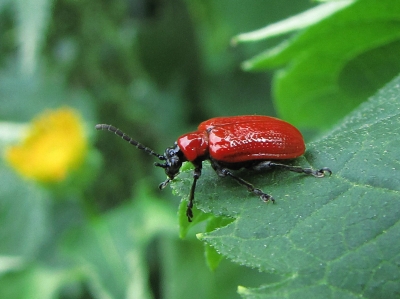 Lilienhähnchen