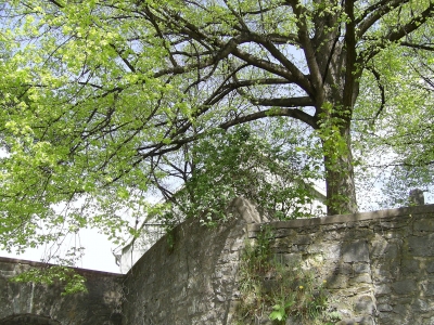 Baum am Göttinger Wall