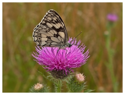 Schachbrettfalter auf Distel