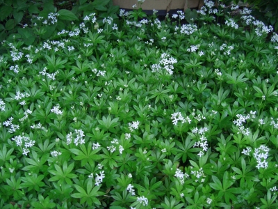 Grün-weißer Teppich