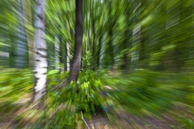 Fast Forest1