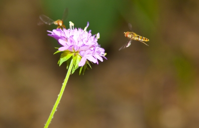 Fliegus Schwebus