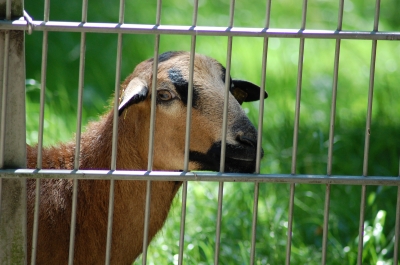 Hinter Gittern