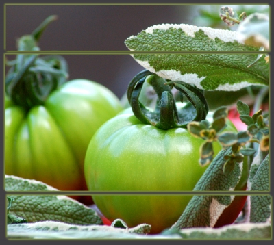 würziger Kräuter mit Tomaten